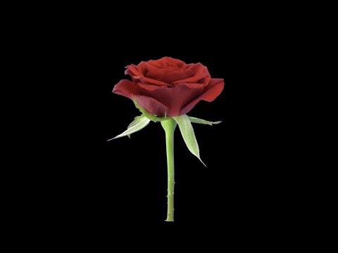 "These Troubled Times" by Jay Jacobson (Official Music Video)