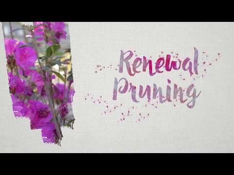 Renewal Pruning For Overgrown Encore Azaleas