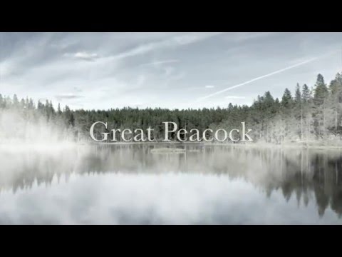 Great Peacock - Take Me To The Mountain (Official Lyric Video)