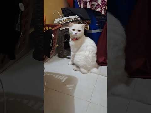 Very good cat 🐈 chaye to 