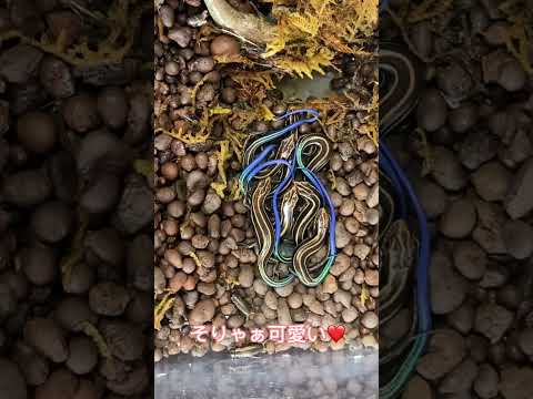 ヘビを寄せ付けない植物は何ですか?爬虫類を撃退し、怖がらせるための最も強力な6種を紹介します  庭園