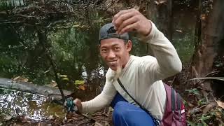 Download lagu mancing mania,mancing cantik,fishing mania.mancing ikan betok dapat banyak umpan cacing mp3