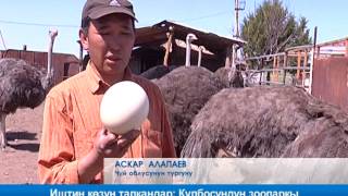 Иштин көзүн тапкандар: Кулбосундун зоопаркы