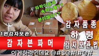 하령 감자가 왔습니다(1편:감자보관 및 유의사항)/감자보관하는방법 감자종자선택