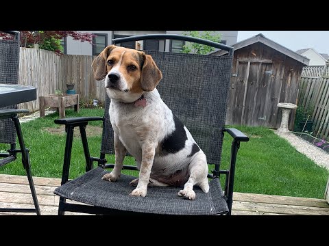 If Rude Was a Dog, Her Name Would Be Zeena 😂🐾