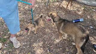 Video preview image #1 Chug Puppy For Sale in Bandera, TX, USA