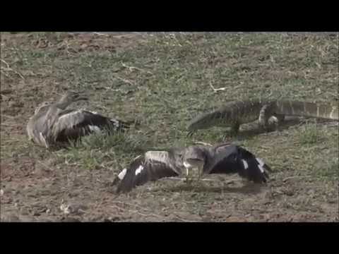 Safari Live :  Pair of Water Thick knees keeping a Water Monitor away from their egg's  Aug 27, 2017