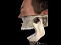TMJ Normal Function