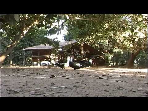 DVD Recanto da Fé 2008