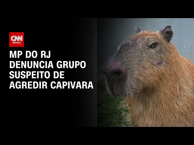 MP denuncia seis homens acusados de agredir uma capivara no RJ | CNN NOVO DIA