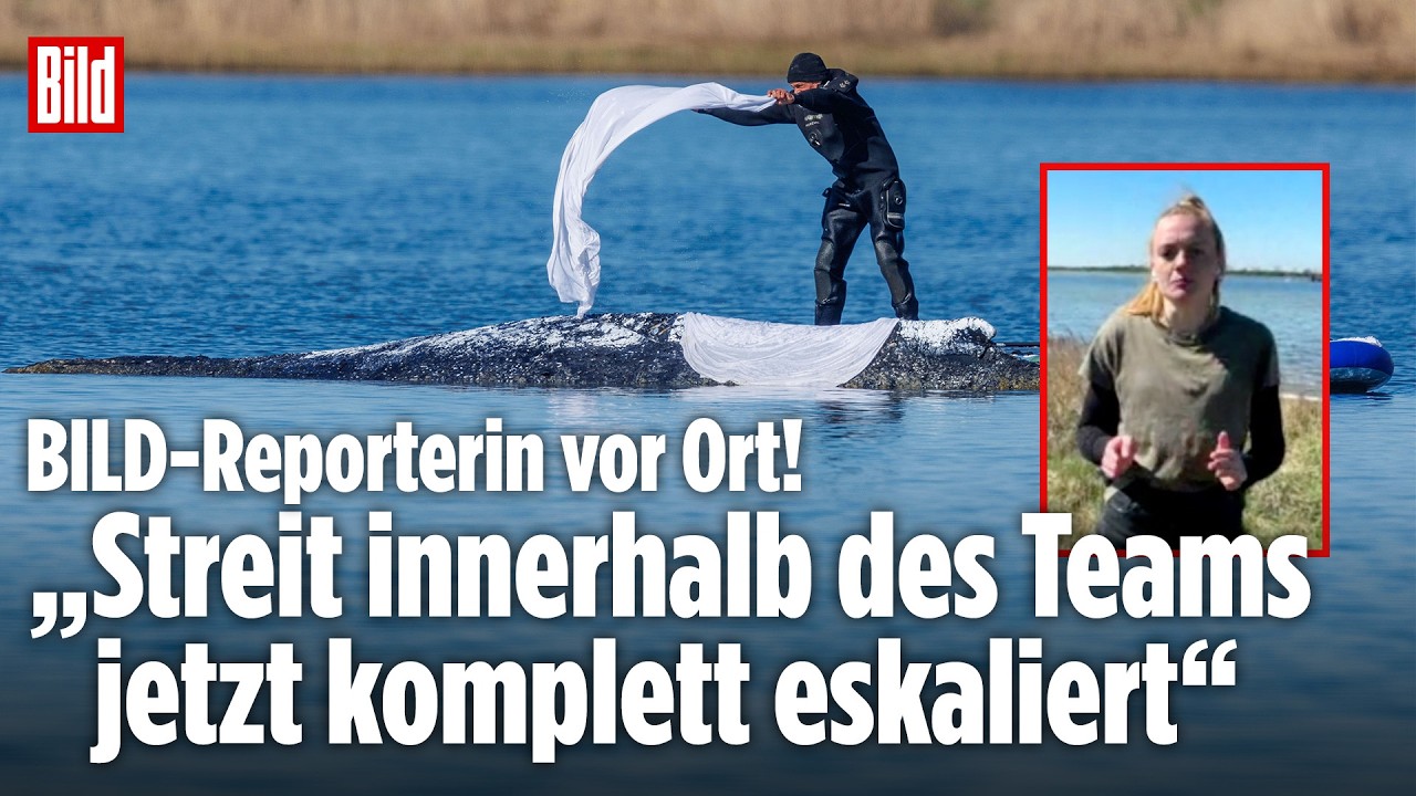 🔴  Rettung von Wal Timmy geht weiter: Jetzt legt der Bagger los! | BILD LIVE