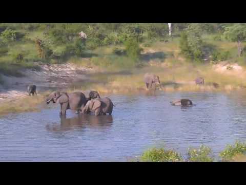 "Ellie Splash and Dash"   Djuma Dam Cam