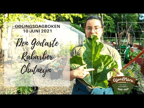 Godaste rabarberchutneyn - Odlingsdagboken 2021-06-10