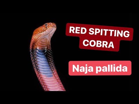 The Stunning Red Spitting Cobra (Naja pallida) | Herping Africa