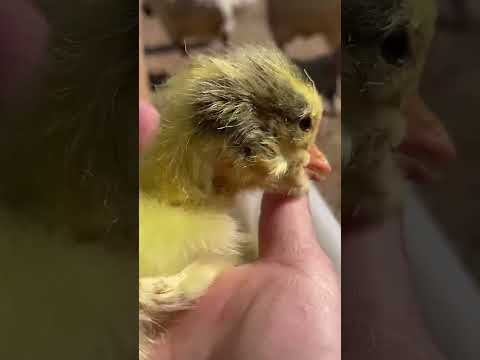 Organic Duck || ducky organicfarming || duck babyduck || Maimuna