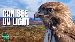 5 Thing You Didn't Know About Red-tailed Hawks