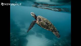 Download lagu Surah Mulk - Hani Al Rifai mp3