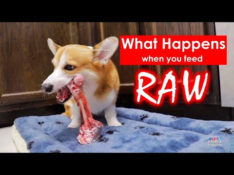 YouTube video about: Where can I get raw bones for my dog?