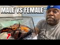 HOW TO IDENTIFY MALE/FEMALE OSCAR FISH