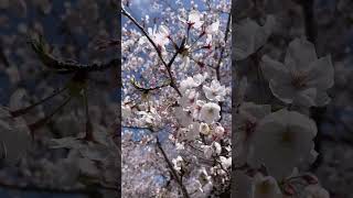 福岡から車で錦帯橋の桜を見に行ってきた #vlog #錦帯橋 #日帰り #くるま旅