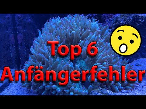 Blue Passion - Top 6 Anfängerfehler
