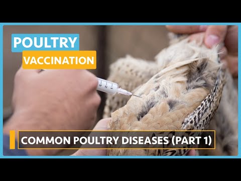 Poultry Disease and Vaccination Lesson 1 Why vaccinate your flock