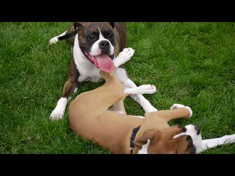 Tuco and Ducky Outside