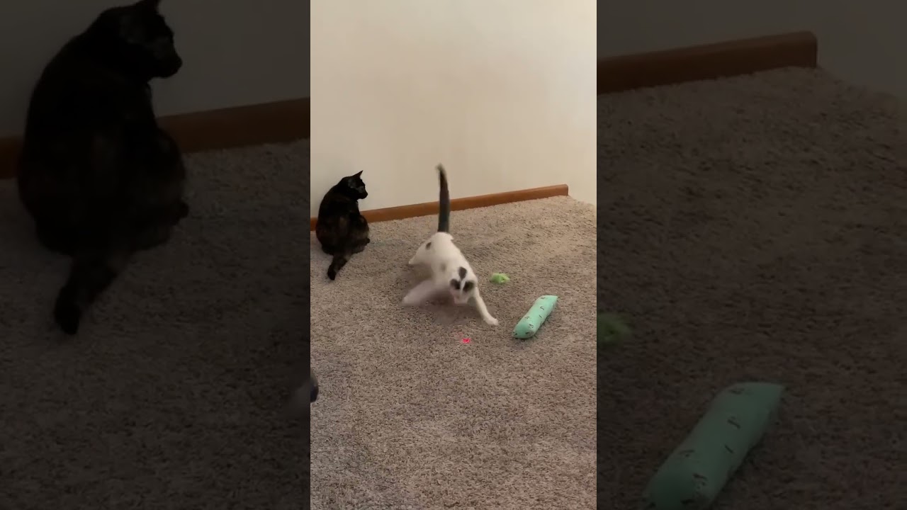 Enlarge Aurora, an adopted Domestic Short Hair in Greensburg, PA video 4/5