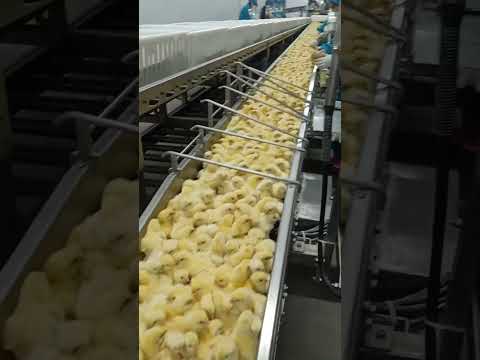 Mass produced chicks! #factory #chick #machine #automation #farming #agriculture #cute #amazing