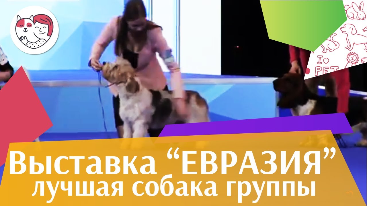 Лучшая собака 6 группы по классификации FCI 18 марта на Евразии 17 ilikepet