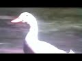 Sesame Street What Sound Does A Duck Make YouTube