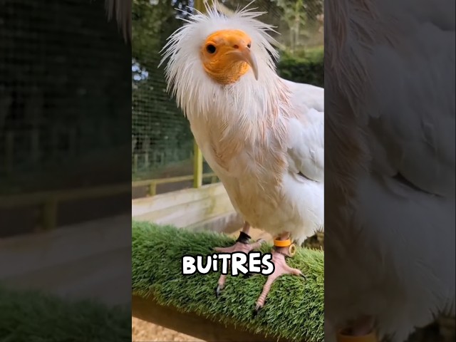 Vídeo relacionado con Todos los buitres del mundo | Birdorable Vulture & Condors Camiseta
