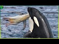 12 Orca Attacks That Prove They Are The Top Predators In the Ocean