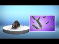 An Explainer On The Bubonic Plague