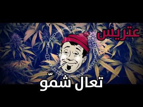 عتريس تعال شمّو لما تتروش