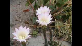 preview picture of video 'Flori de cactus'