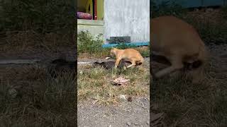 Download lagu Kucing Berkembang biak mp3
