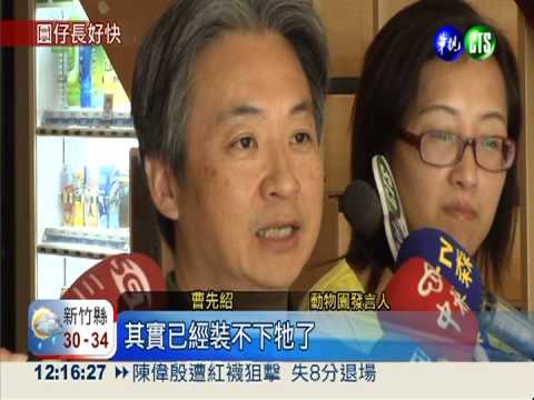 "圓仔"幸福肥! 圓滾滾突破3公斤