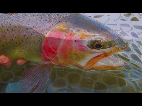 Stalking Spooky Trout on Dry Flies