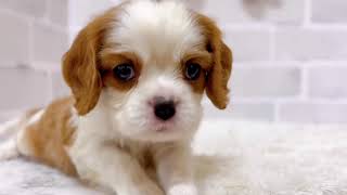 キャバリアの動画02