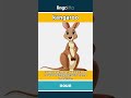 kangaroo - a big animal from Australia... video thumbnail