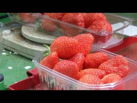 Invasion de fraises au rayon fruits: la saison des gariguettes a commencé