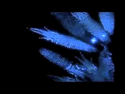 Thumbnail for Psalm 150 video