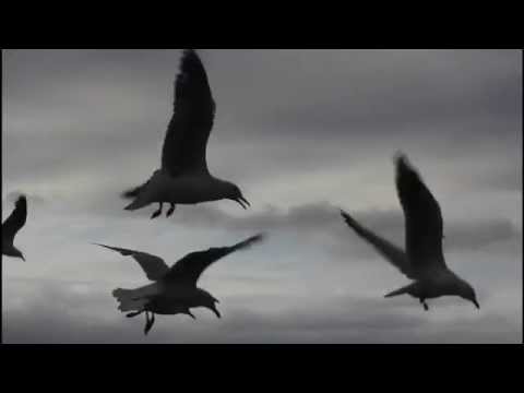 The Birds (Wayman) - Dave Wayman