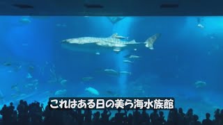 テンションが上がったエイ