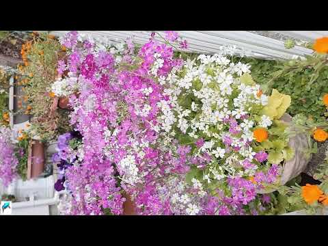 園芸 オリジナルサクラソウ