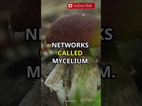 The Magic of Mushrooms: Health, Ecology, and Culinary Delights