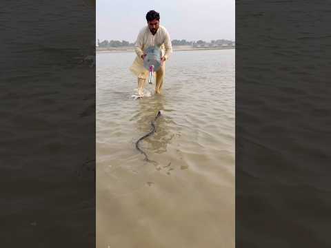 What is this in water #snakerescue #vial