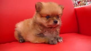 ポメラニアンの動画01
