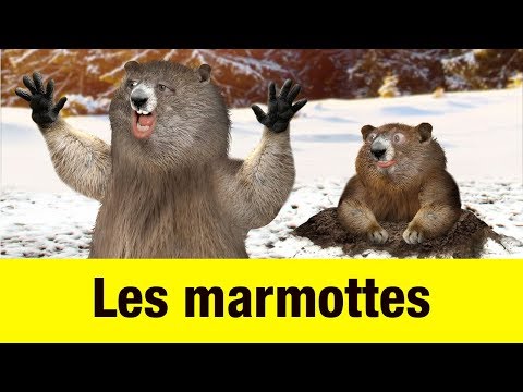 Les marmottes - Têtes à claques